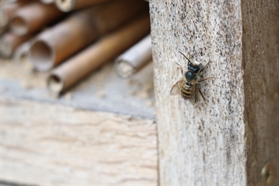 Wildbienen Museumsgarten (c) Lisa Heyn_IMG_7613