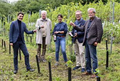 Ökologischer Weinanbau