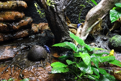 Bunte Froschvielfalt im Terrarium