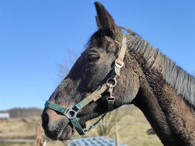 Westfalenwallach Shorty