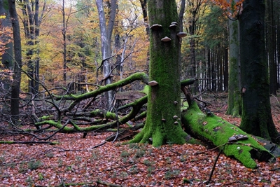 Naturparkführer und Fotograf Guido Bloch nimmt Interessierte mit auf eine herbstliche Entdeckungstour oberhalb der Genkeltalsperre mit der Kamera oder Smartphone. Foto Guido Bloch