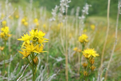 Naturschönheit: Die Gelbe Moorlilie (©Pixabay)