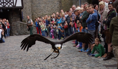 Endlich wieder eine Greifvogelschau auf der Burg Altena: Am 16. Juli zeigen Falke, Bussard und co. der Falknerei Pierre Schmidt ihre Flugkünste auf dem Burghof. Foto: Britta Gerstendorf/Märkischer Kreis