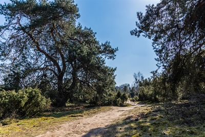 Haltern Holtwicker Wacholderheide