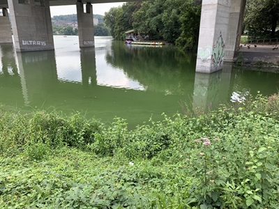 Giftige Blaualgen im Seilersee