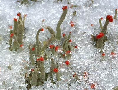 Ein schöner Anblick: Säulenflechte im Schnee. Foto: ©Astrid Bauriedel.