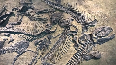 Dinosaurier Fossilien