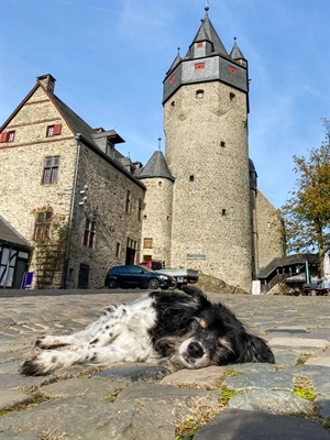Wohltuende Kräuter für den Hund stehen im Mittelpunkt der Kräuterwanderung an der Burg Burg Altena am 15. Juni. Foto: Hannah Heyn/Märkischer Kreis