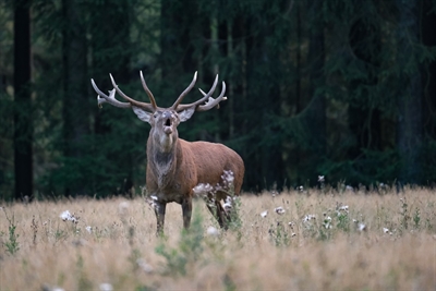 Der König des Waldes ruft - Abendspaziergang zur Rotwildbrunft mit Naturparkführer Guido Bloch am 12. und 14. September. Foto: Guido Bloch