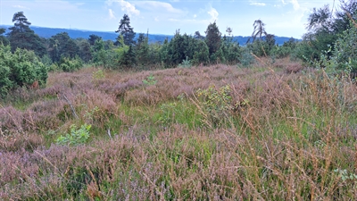 Die Wacholderheide prägt das Naturschutzgebiet Piwitt. Foto: NPSR e.V.