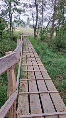 Der Holzsteg über die Wülbche schützt die wertvollen Torfmoos vor Trittschäden. Foto: NPSR e.V.