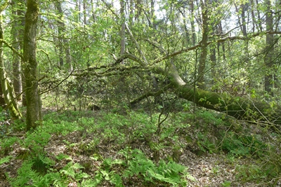 Wo Wald wieder Wildnis sein darf: Das Gebiet Kranenmeer in Heiden