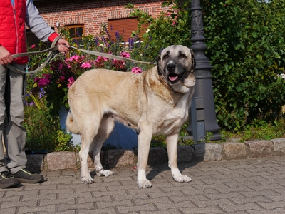 Kangal 1