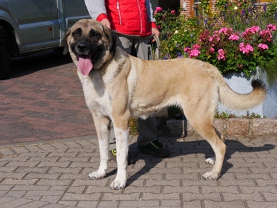 Kangal 2