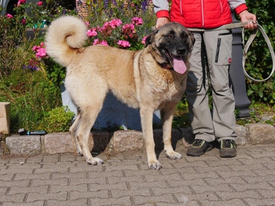 Kangal 3