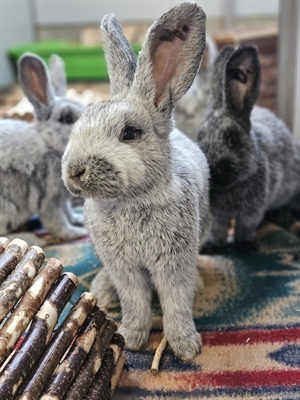 Tiere der Woche Helle Großsilber 07 11 2024