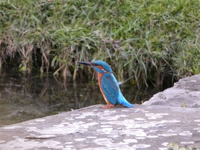 Eisvogel an der Gräfte