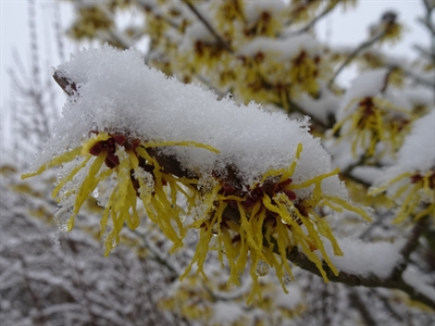 Kräuterwanderung_Winterpflanze